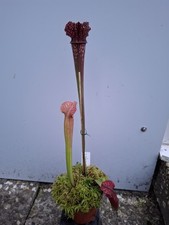 Sarracenia 'Rose Marie
