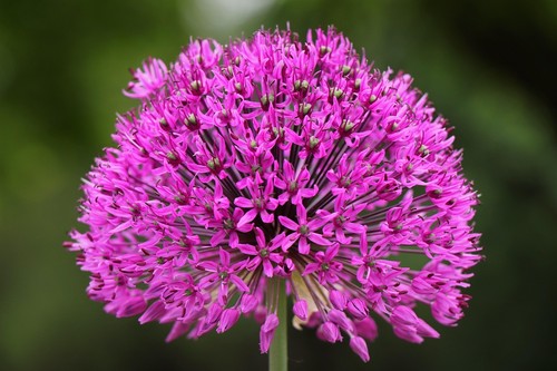 Winterhart pink allium - winterhart,