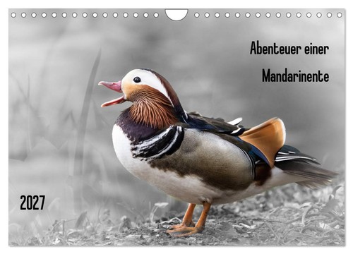 Abenteuer einer mandarinente - abenteuer,