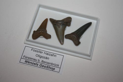 Haizahn sammlung fürstenau - haizahn-sammlung,
