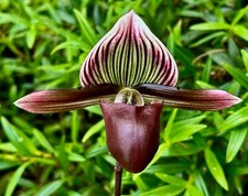 Paphiopedilum Species barbatum