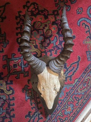 Afrikanische antilope mit - antilope,