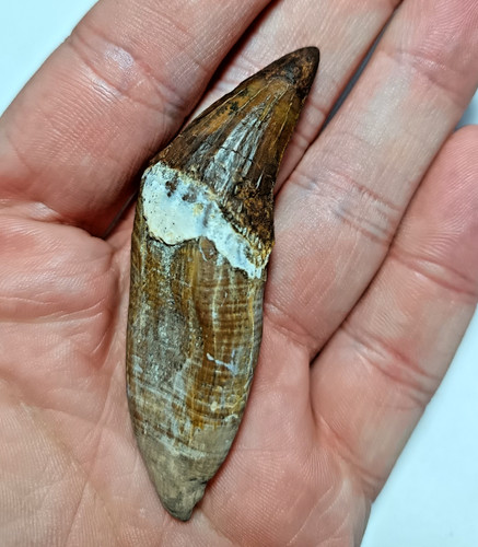 Toller eozän fossil - fossil, 8