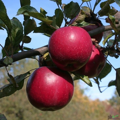 Apfel busch idared jährig - apfel,