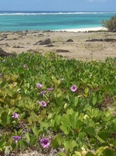 Ziegenfuß-Prunkwinde-Ipomoea