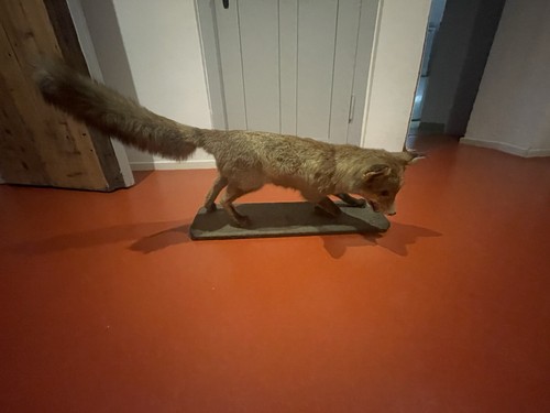 Schöner großer fuchs auf - schöner,