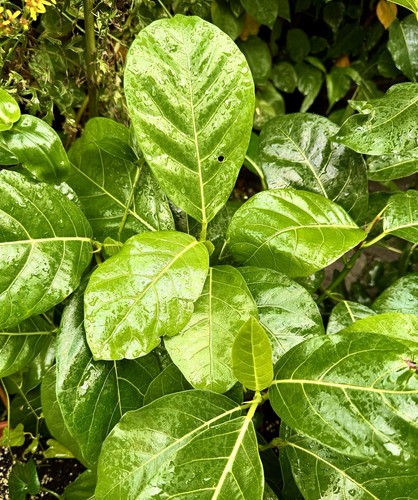 Ficus septica hauili feige - septica, hauili-feige