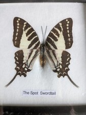 Spot Schwertschwanz echt