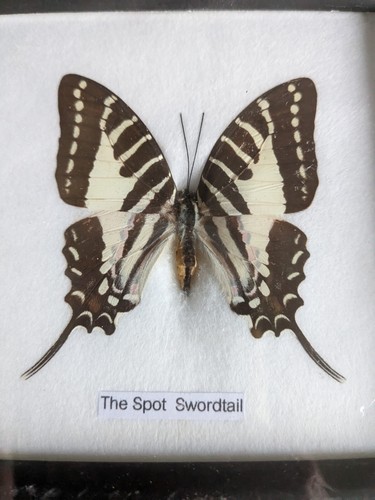 Spot swordtail real beautiful - swordtail,