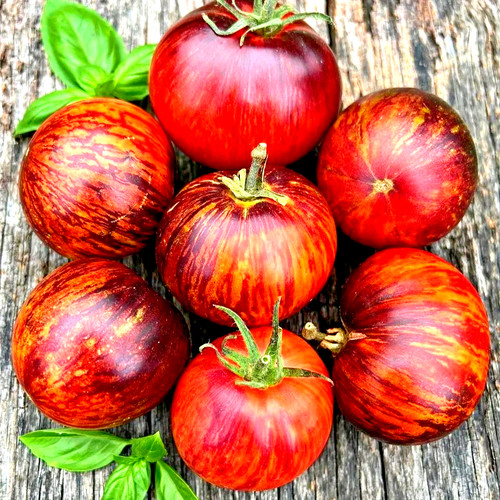 Tomatensamen - , samen)