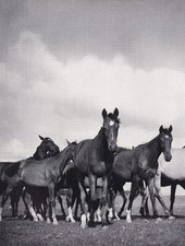 Trakehner warmblut nachwuchs - trakehner,
