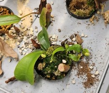 Nepenthes veitchii Bario 2er