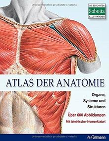 Atlas der anatomie - atlas, organe