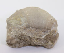 Nautiloid, Oncoceras sp