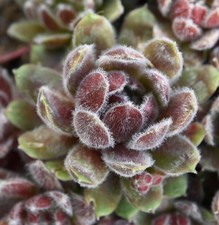 Sempervivum, Dachwurz, Sorte