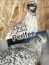 Perlfee Wachtel Brutei