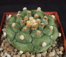 Japan - cv. Kikko-Kitsukow Astrophytum asterias nuda Ariocarpus Kakteen