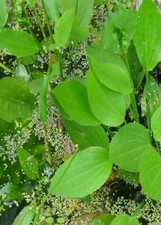 Froschlöffel grüne winterharte Wasserpflanzen für draußen den Gartenteich Teich