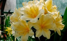 Clivia  Nakamura Yellow Samen -kapsel