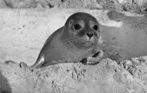 B306 animals seal seehund - seal, am