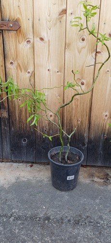 Korkenzieher baum pflanze - korkenzieher,