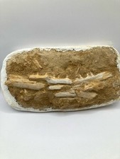 Authentischer Mosasaurier