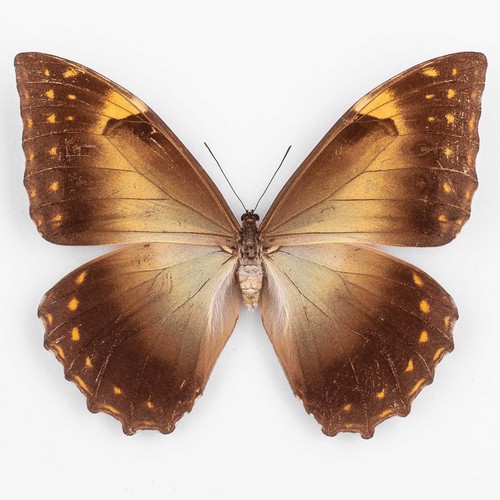 Morpho telemachus martini - martini, ♀
