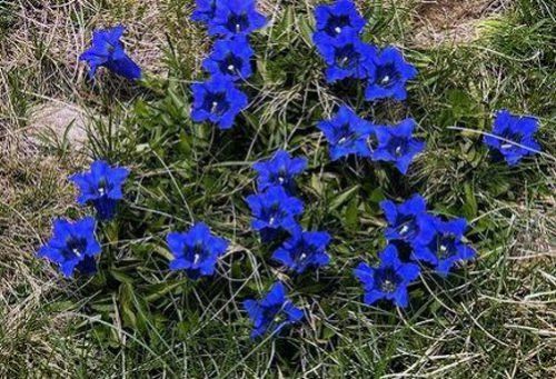 Blauer enzian schnellwüchsige - blauer,