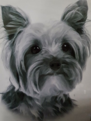 Yorkshire terrier yorki - yorkshire,