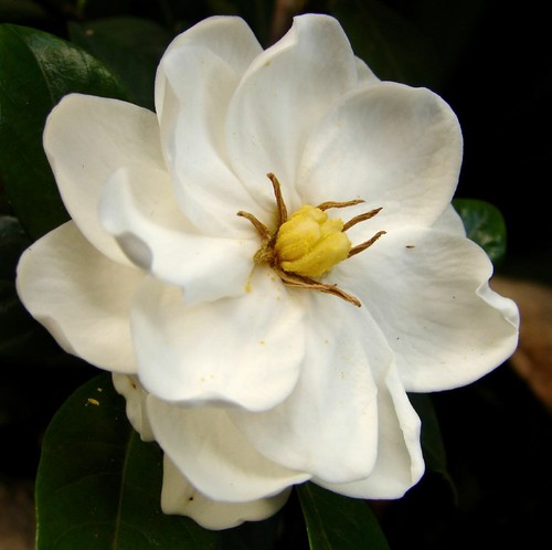 Super blumen samen - blumen,