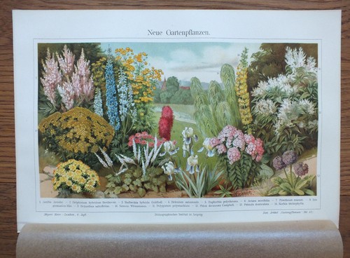 Chromo lithografie - chromo,