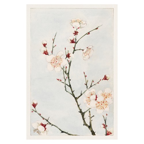 Kirschblüten botanisches - kirschblüten,