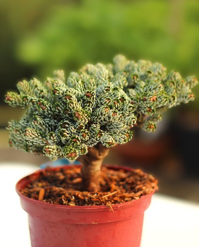 Koreatanne abies koreana - koreatanne,
