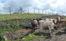 Foto 6x4 viehtränke auf duns - foto,