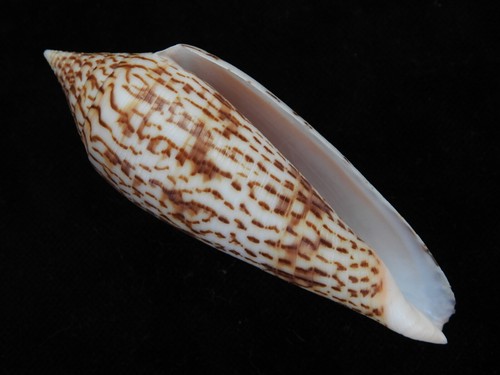 Muschel conus rononganus - muschel,