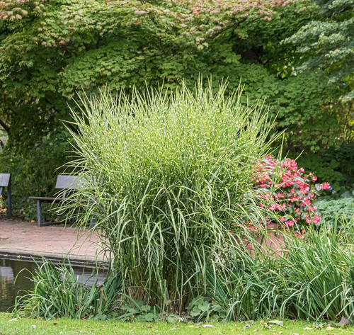 Zebraschilf zebrinus - 1x, 'zebrinus'