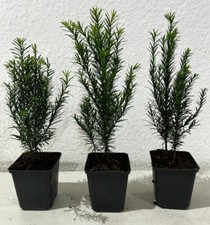✂️ SONDERPREIS!!! 10 x Taxus ,, Baccata "  Europäische Eiben - Heckenpflanzen ✂️
