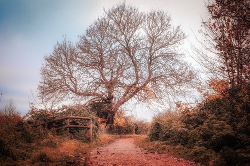 Chartham kent matt - chartham,