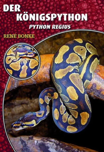 Königspython python regius - königspython, |