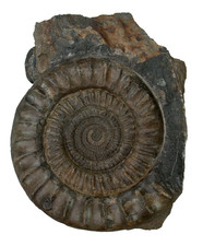 Lias  Arietites (Arietites)
