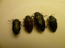 4 Prachtkäfer (Buprestidae) USA