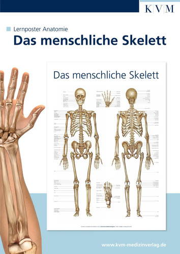 Anatomie lernposter das - anatomie,