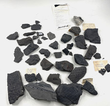 Sammlung Fossilien