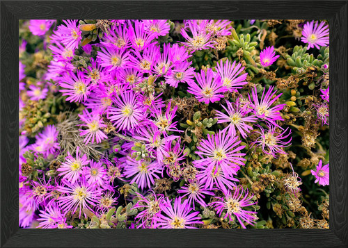Pazifikküste blumen gerahmtes - pazifikküste,