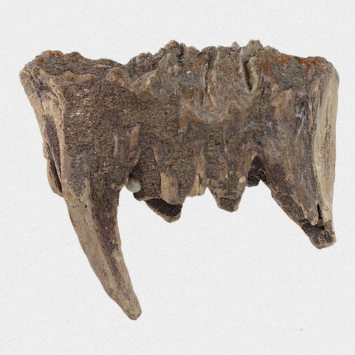 Fossil milchbackenzahn - fossil,