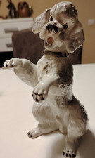 Pudel bittend Ina Eisenbeisser