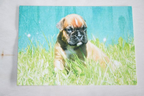 Hunde postkarte von - hunde,