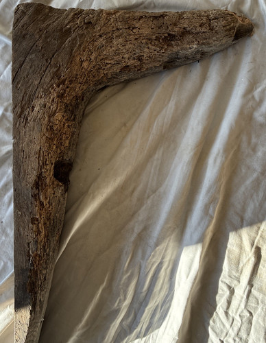 Reclaimed oak ship knie - reclaimed,