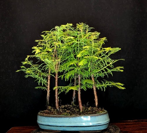 Bonsai urweltmammutbaum - bonsai,