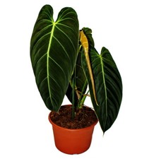 Philodendron melanochrysum -